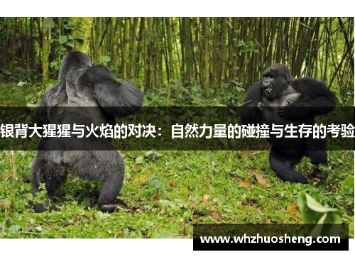 银背大猩猩与火焰的对决：自然力量的碰撞与生存的考验